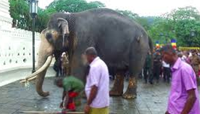හීලෑ අලි ඇතුන් නැතුව මහනුවර ඇසල පෙරහැර නවතීද?