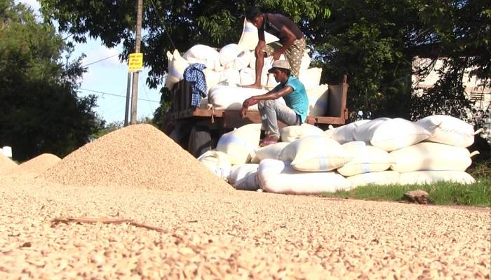 මේ පාරවත් අඩුවට හාල් ගන්න ආණ්ඩුව වී ගන්නවාද?