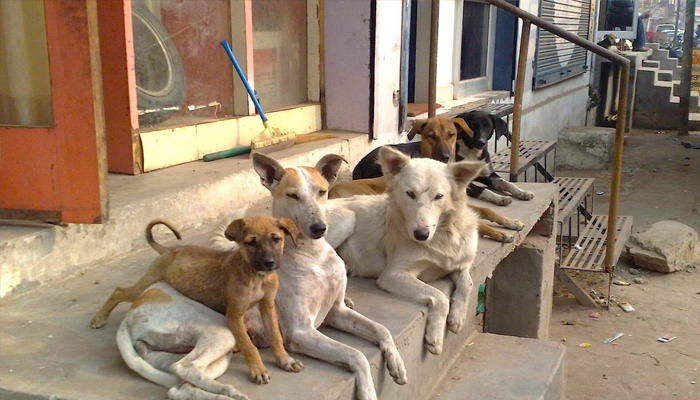 සුනඛ ගහණය වැඩිවීමෙන් මතුව ඇති අර්බුදය