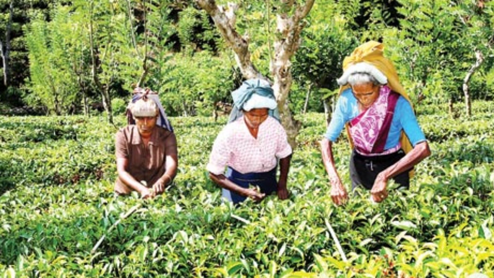 වැඩි කල වතු කම්කරු වැටුප දෙන දවස