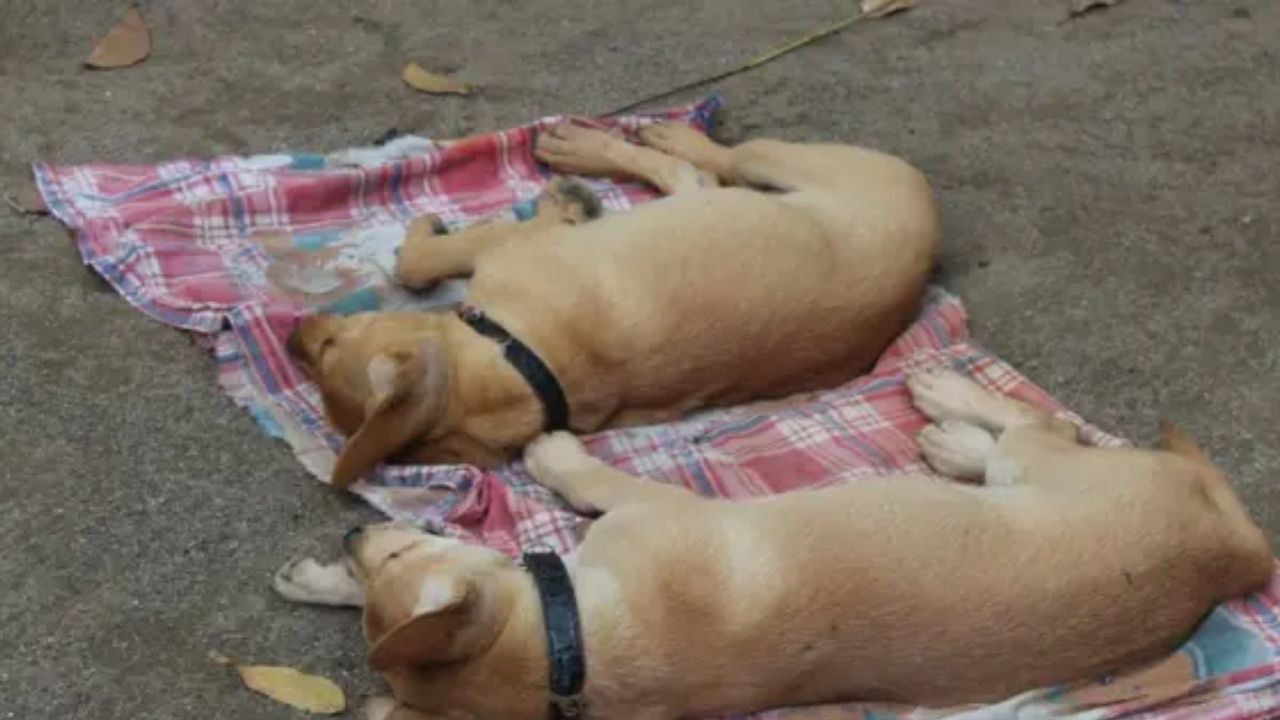 ‘ආලෝක’ ගැන රටම කතා කරද්දී කළාවැවේ වූ ඛේදවාචකය